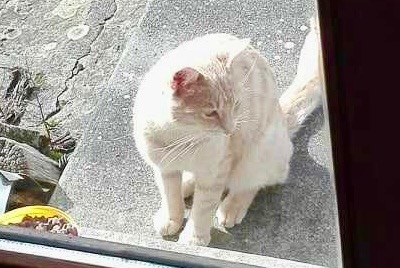 Alerta descoberta Gato Fêmea Juvigny les Vallées France